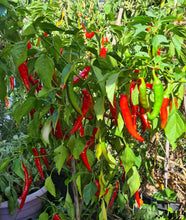 Load image into Gallery viewer, Chilli long cayenne hot