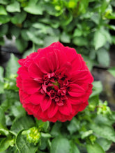 Load image into Gallery viewer, Dahlia dalina topia