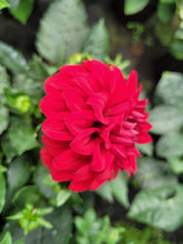 Load image into Gallery viewer, Dahlia dalina topia