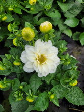 Load image into Gallery viewer, Dahlia dalina lopez