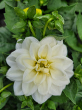 Load image into Gallery viewer, Dahlia dalina lopez
