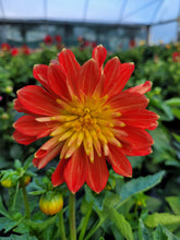 Load image into Gallery viewer, Dahlia dalina fireball