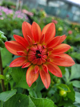 Load image into Gallery viewer, Dahlia dalina tequila