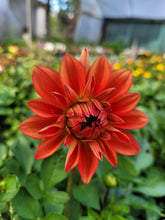 Load image into Gallery viewer, Dahlia dalina tequila