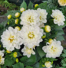 Load image into Gallery viewer, Dahlia dalina lopez