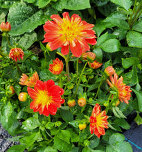 Load image into Gallery viewer, Dahlia dalina fireball