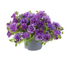 Load image into Gallery viewer, Calibrachoa can can Rosie’s blue