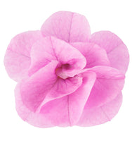 Load image into Gallery viewer, Calibrachoa can can Rosie’s pink