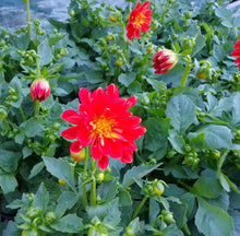 Load image into Gallery viewer, Dahlia dalina fireball