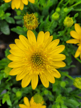 Load image into Gallery viewer, African daisy deep sun