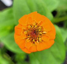 Load image into Gallery viewer, Zinnia, lilliput mix