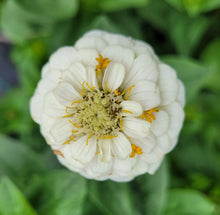 Load image into Gallery viewer, Zinnia, lilliput mix