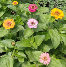 Load image into Gallery viewer, Zinnia, lilliput mix