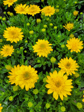 Load image into Gallery viewer, African daisy deep sun