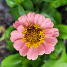 Load image into Gallery viewer, Zinnia, lilliput mix