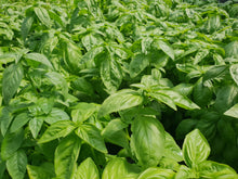 Load image into Gallery viewer, Basil, sweet green