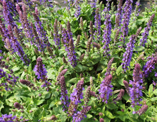 Load image into Gallery viewer, Salvia nemorosa