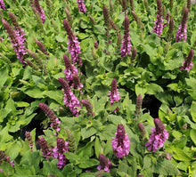 Load image into Gallery viewer, Salvia nemorosa