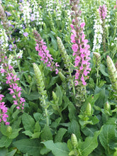 Load image into Gallery viewer, Salvia nemorosa