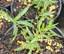 Load image into Gallery viewer, Tarragon, French