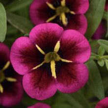Load image into Gallery viewer, Calibrachoa goodnight kiss
