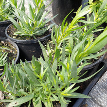 Load image into Gallery viewer, Tarragon, French