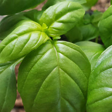 Load image into Gallery viewer, Basil, sweet green