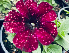 Load image into Gallery viewer, Petunia galaxy